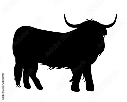 Standing Highland Cattle On a Front View Silhouette Found In Scottish Highlands. Design element for logo, poster, card, banner, emblem, t shirt. Vector illustration.