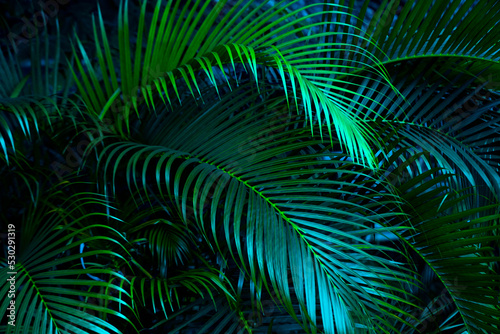 Fototapeta Naklejka Na Ścianę i Meble -  The natural background of palm leaves in a tropical forest.