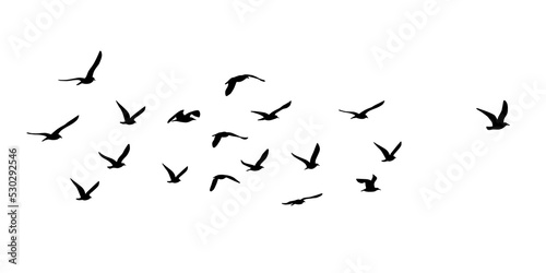 Fototapeta silhouette of great black-backed gull (Larus marinus) on flight, isolated in PNG