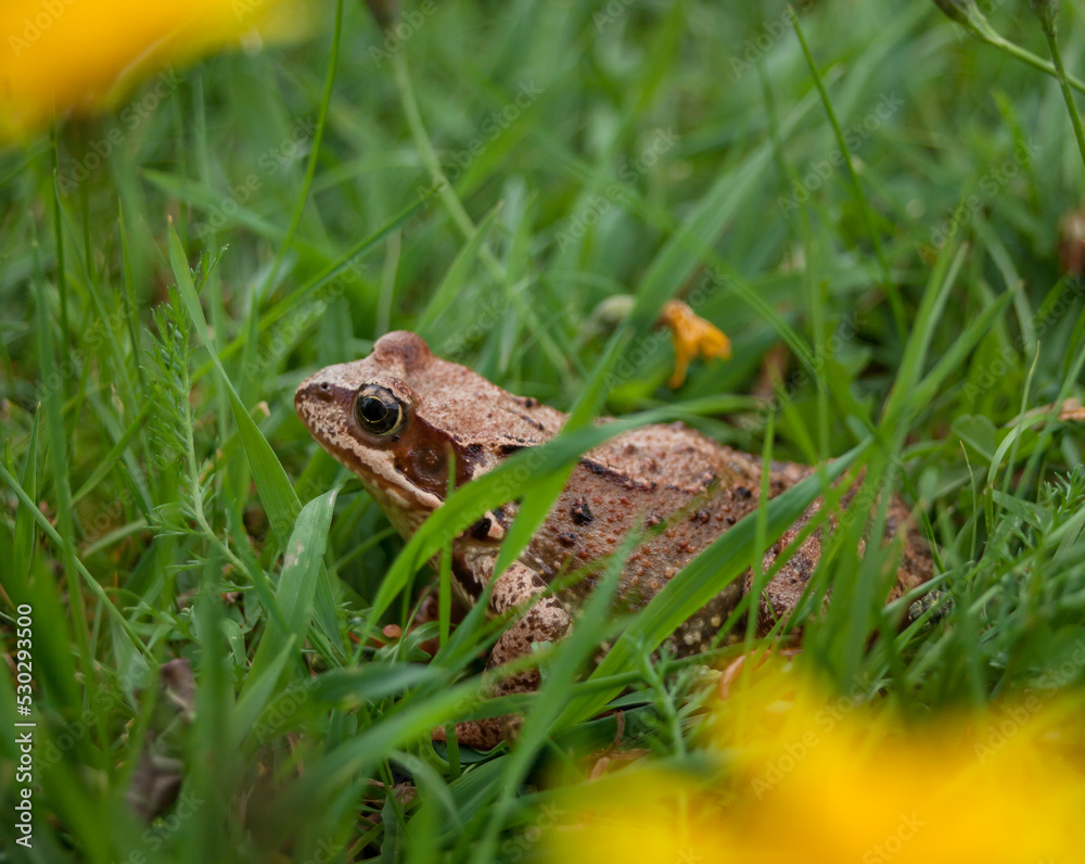 Fototapeta premium Frog in the grass surrounded by yellow flowers