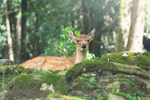 cute wild child deer in Nara Kansai Japan is a famous travel place.