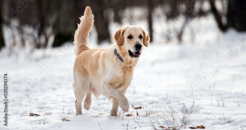 Fototapeta Naklejka Na Ścianę i Meble -  Golden retriever dog running and looks interested with tail up in the snow during winter walk.