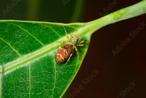 Jump spider in the green garden