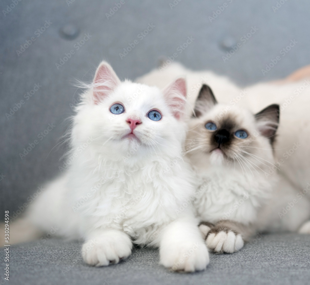 Two lovely fluffy ragdoll cats lying on the sofa and looking up with beautiful blue eyes. Pair of white furry purebred feline pets outdoors
