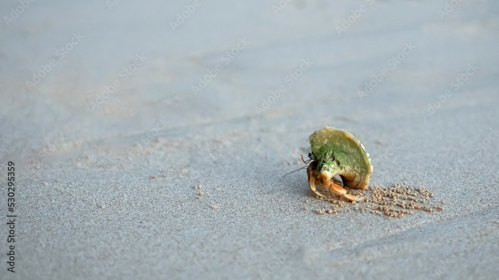 Small hermit crab from sea walking on sand beach