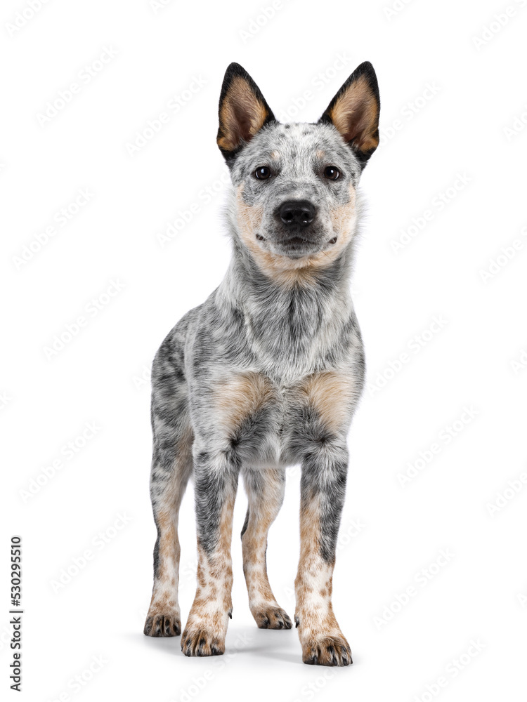 Sweet Cattle dog puppy, standing facing front. Looking fierce towards camera. Isolated on w hite background. Mouth closed.