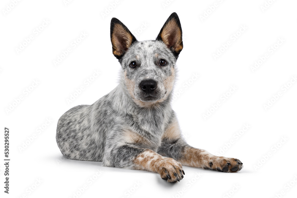 Sweet Cattle dog puppy, laying down side ways on wdge. Looking fierce towards camera. Isolated on white background. Mouth closed.
