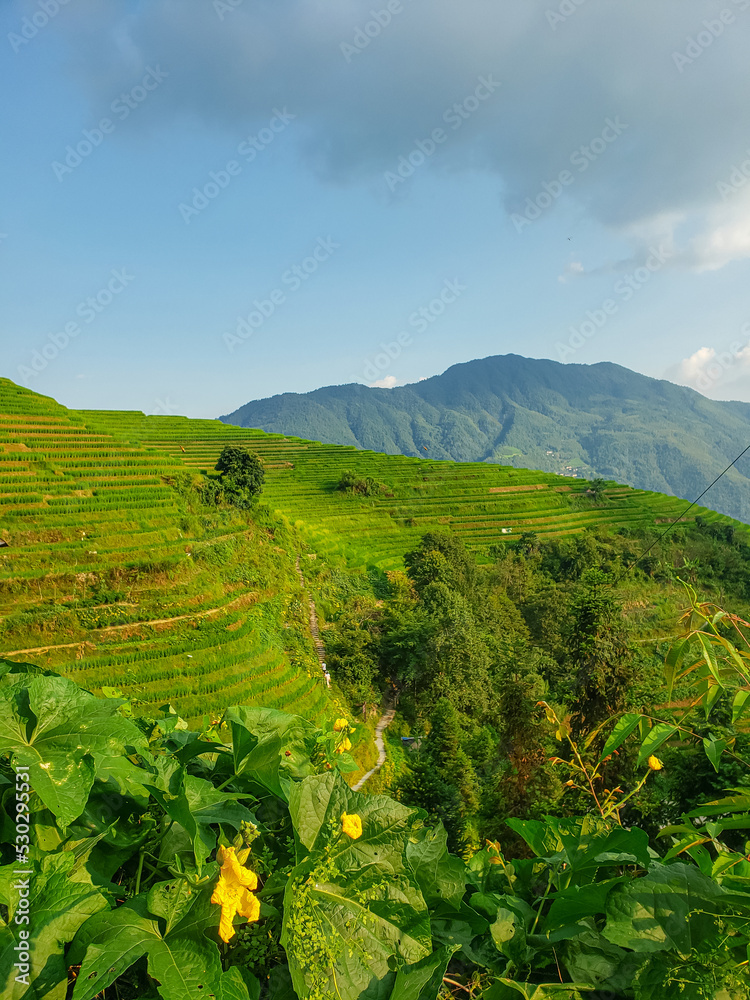 Rice fields in China. Photo of a rice field. Background of magical mountains. Blue sky.
