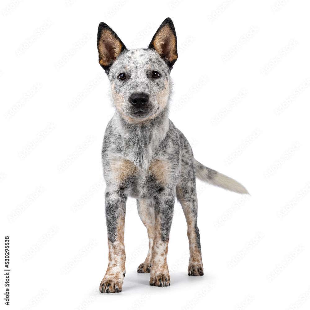 Sweet Cattle dog puppy, standing facing front. Looking fierce towards camera. Isolated on white background. Mouth closed. Sweet Cattle dog puppy, standing facing front. Looking fierce towards camera. Isolated on white background. Mouth closed.