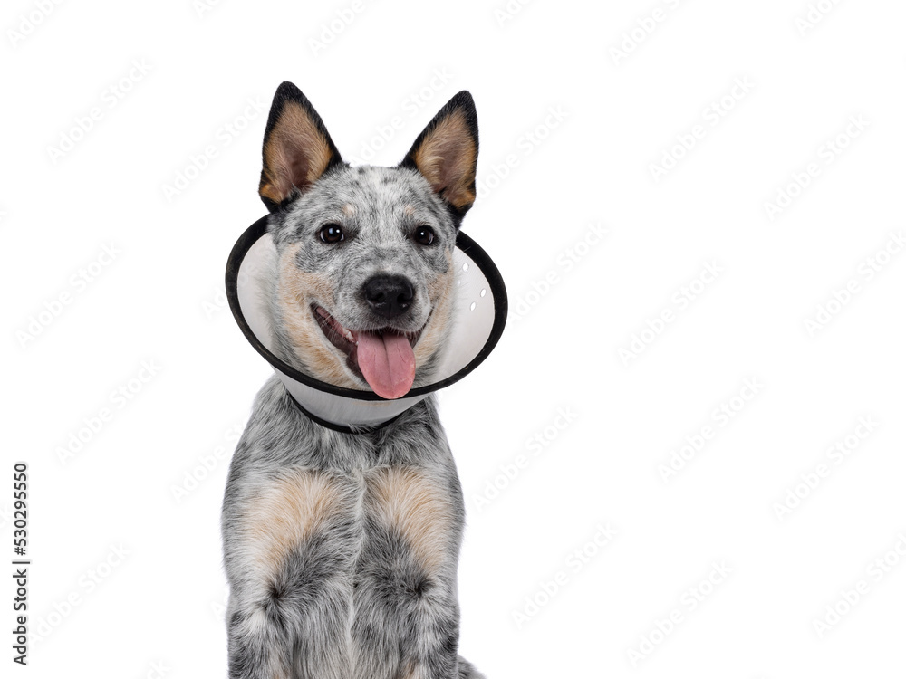 Head shot of cute Cattle dog pup, wearing medical cone around neck. Looking beside camera. Tongue out panting. Isolated on a white background.