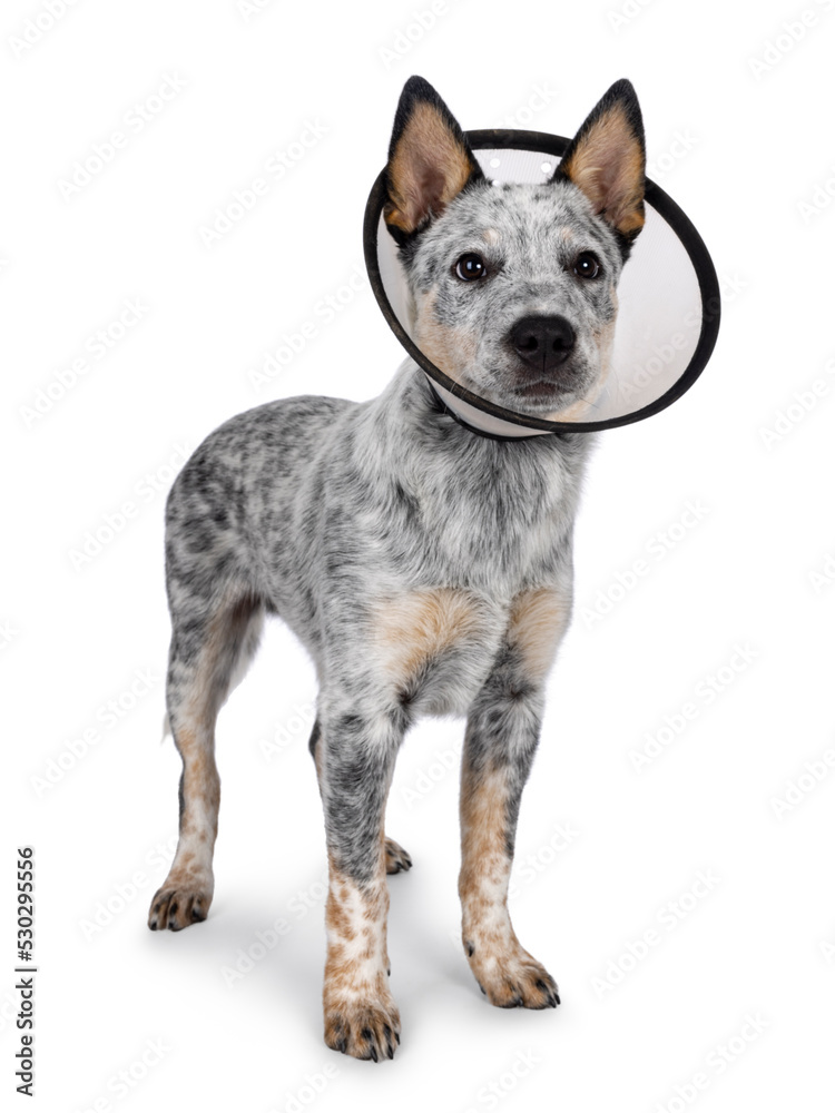 Cute Cattle dog pup, standing up side ways wearing medical cone around neck. Looking away from camera. Mouth closed. Isolated on a white background.
