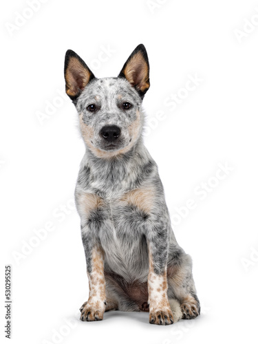 Sweet Cattle dog puppy, sitting up facing front. Looking sweet towards camera. Isolated on white background. Mouth closed.