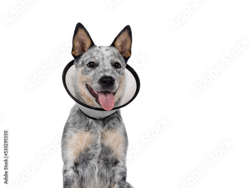 Head shot of cute Cattle dog pup  wearing medical cone around neck. Looking beside camera. Tongue out panting. Isolated on a white background.