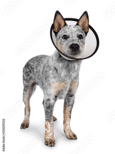 Cute Cattle dog pup, standing up side ways wearing medical cone around neck. Looking away from camera. Mouth closed. Isolated on a white background.