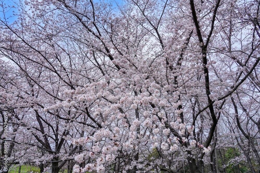 青空バックに見る満開のソメイヨシノ桜