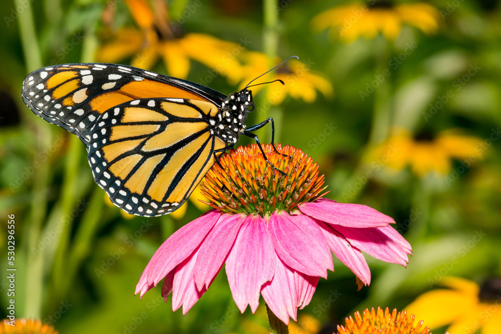 Obraz premium Monarch Butterfly - Danaus plexippus