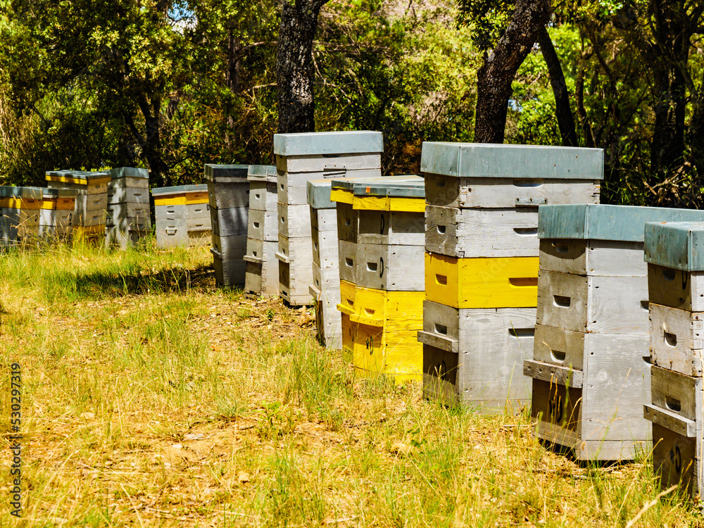 Bee hives in green forest. Beekeeping. Bee hives in green forest. Beekeeping.