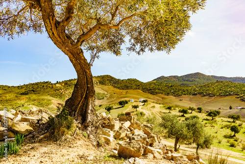 Obraz na płótnie Old olive tree on hill in Andalucia Spain
