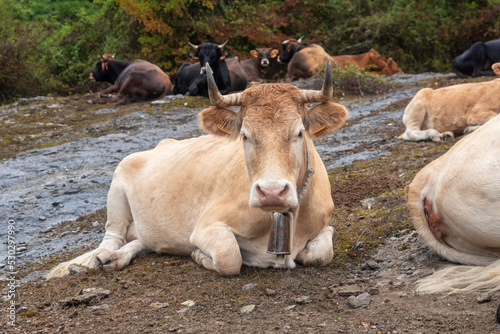 Cows resting. Extense livestock farming © Néstor MN