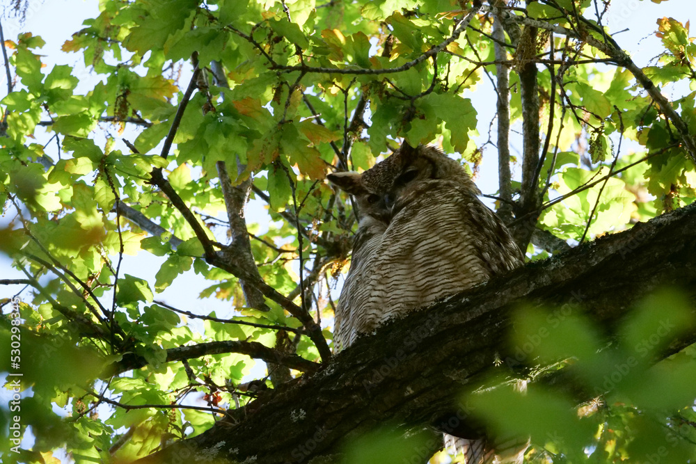 South American great horned owl, bubo virginianus nacurutu perched in tree between leaves. Location: El Palmar National Park, Argentina South American great horned owl, bubo virginianus nacurutu perched in tree between leaves. Location: El Palmar National Park, Argentina