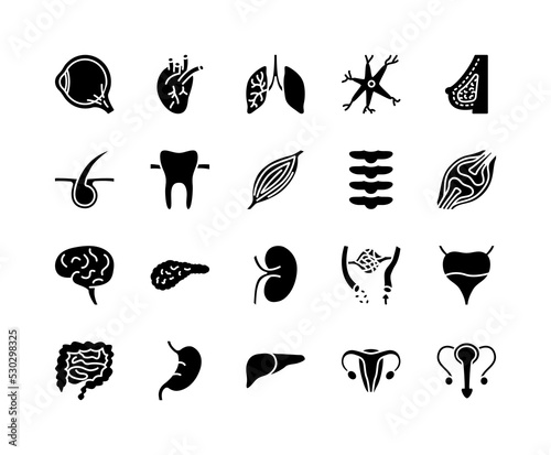 Human internal organs flat line icons set. Anatomy symbols - lung, muscle, eyeball, liver, stomach, kidney, urinary, bone. Simple flat vector illustration for web site or mobile app