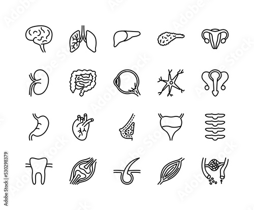 Human internal organs flat line icons set. Anatomy symbols - lung, muscle, eyeball, liver, stomach, kidney, urinary, bone. Simple flat vector illustration for web site or mobile app