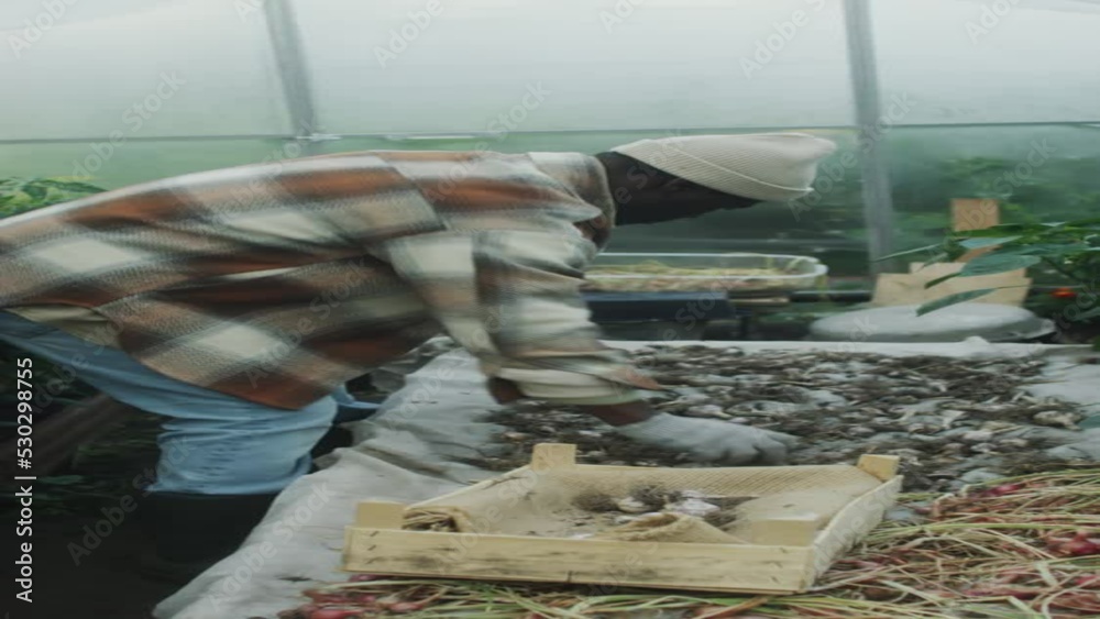 Vertical shot of mature African American man in gloves putting fresh garlic into wooden crate after drying it in greenhouse Vertical shot of mature African American man in gloves putting fresh garlic into wooden crate after drying it in greenhouse