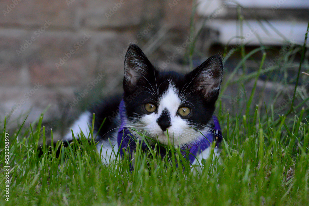 Cute adorable kitten in the grass. 