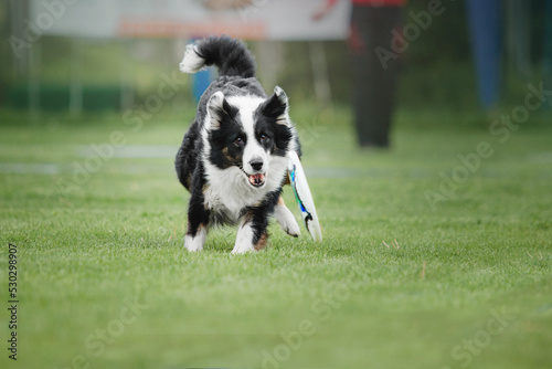 Dog frisbee. Dog catching flying disk in jump, pet playing outdoors in a park. Sporting event, achievement in sport © OlgaOvcharenko
