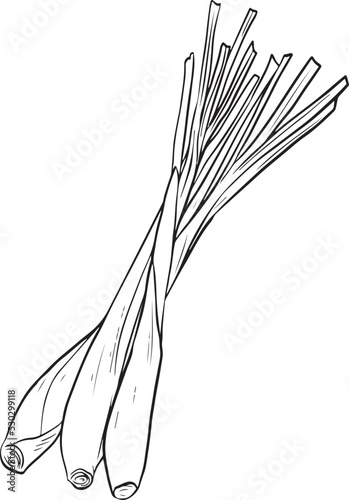 Vector Lemongrass Line Art