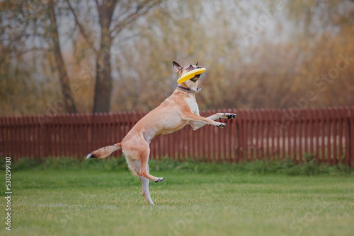 Dog frisbee. Dog catching flying disk in jump, pet playing outdoors in a park. Sporting event, achievement in sport © OlgaOvcharenko