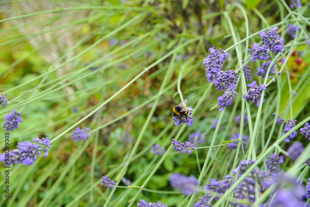 bee on lavender bee on lavender