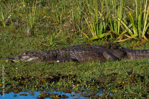 Small caiman -  Caimaninae - lying between green grass. Location  Iber   National Park  Argentina