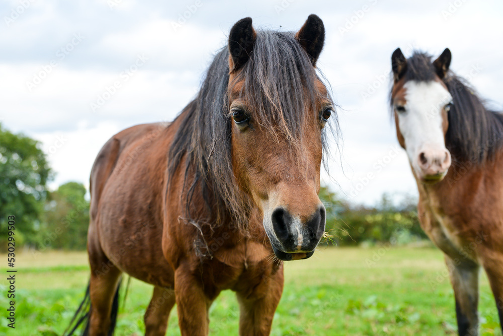 Obraz premium Portrait of a Welsh pony