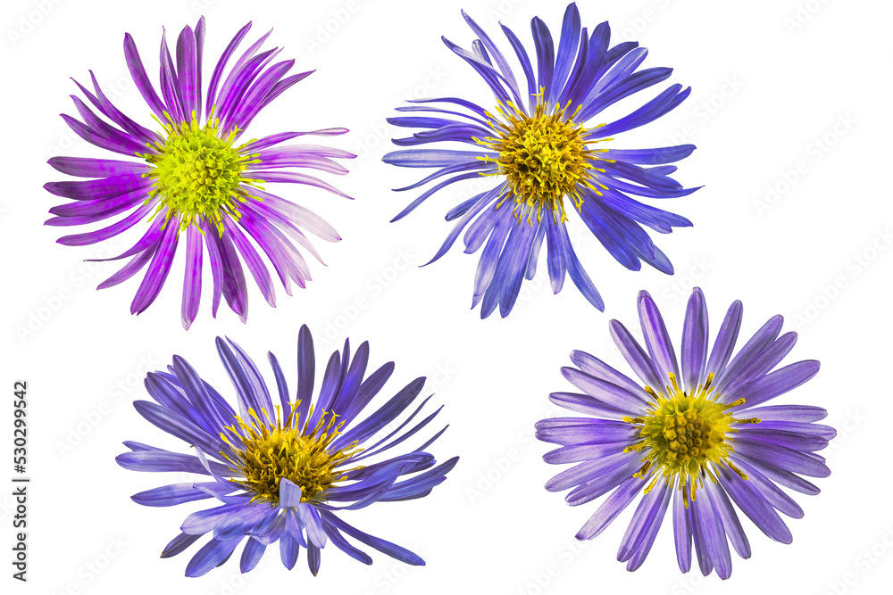 Alpine aster flower. White isolated background. Close-up. Macro shooting. Concept for printing and design Alpine aster flower. White isolated background. Close-up. Macro shooting. Concept for printing and design