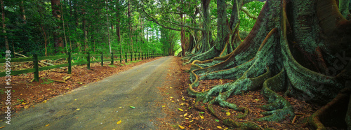 Photos Fig trees Norfolk Island