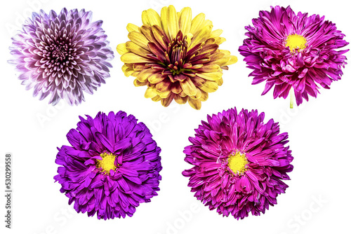 Chrysanthemum flower. Autumn flowers. Isolated background. Close-up. High-resolution macro photography. Full depth of field. Print and design concept