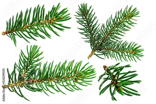 Fir branches. Close-up. Isolated background. Christmas and New Year. Elements for design.