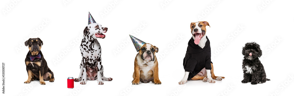 Group of different purebred dogs wearing clothes. holidays decorations sitting together isolated over white studio background. Holidays, party, fun