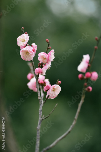  plum blossom in winter
