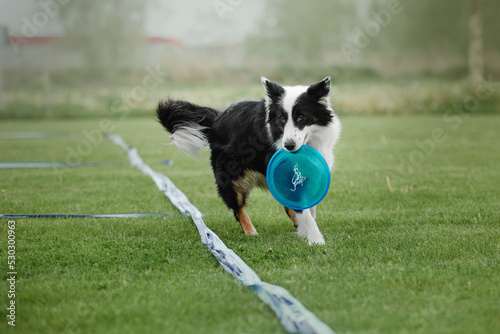 Dog frisbee. Dog catching flying disk in jump, pet playing outdoors in a park. Sporting event, achievement in sport