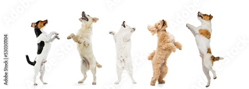 Group of different purebred dogs standing, jumping, looking up isolated over white studio background. Collage