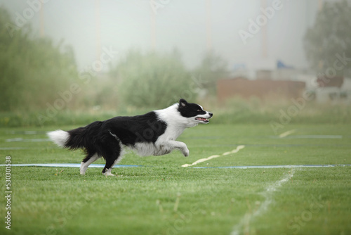 Dog frisbee. Dog catching flying disk in jump, pet playing outdoors in a park. Sporting event, achievement in sport