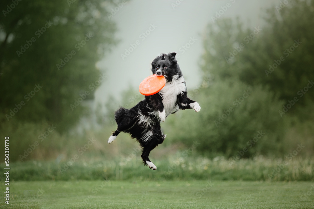 Dog frisbee. Dog catching flying disk in jump, pet playing outdoors in a  park. Sporting event, achievement in sport Stock Photo | Adobe Stock