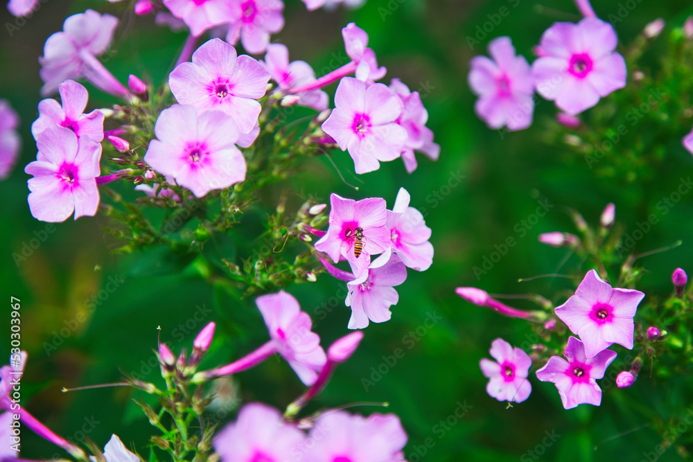 Naklejka premium 小さく可憐なピンクの花