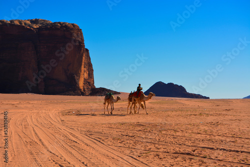 Camel in Wadi Rum desert, Jordan.