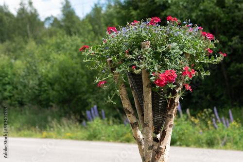 flowers in the park photo