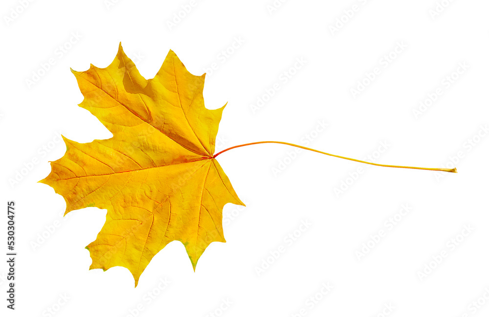 Maple yellow leaf as a symbol of autumn, as a seasonal thematic concept, on an isolated white background.