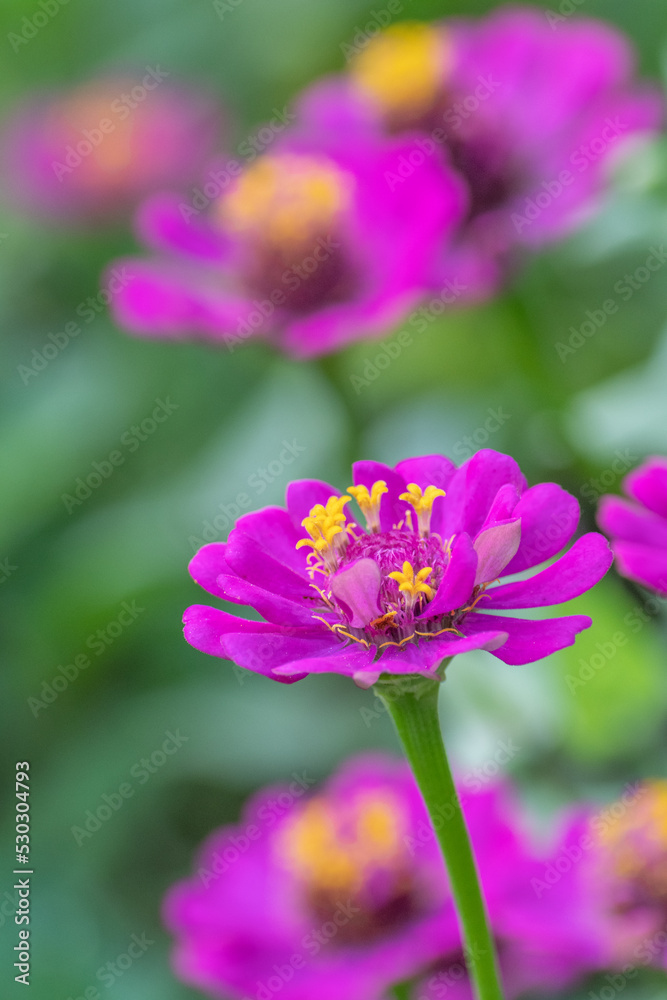 Foreground focus on single zinnia while background flowers are blurred. Foreground focus on single zinnia while background flowers are blurred.