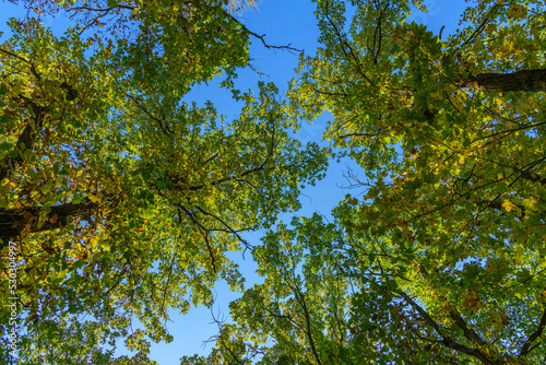 looking up to the blue sky through canopy of colored trees